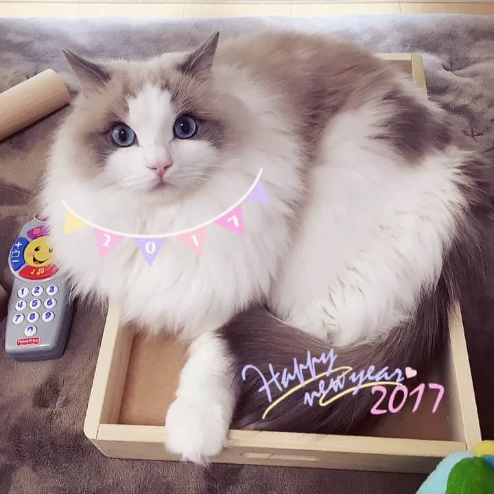 ポテトのインスタグラム：「あけましておめでとうございます🤗☀️ 2017年もよろしくお願い致します❤️ Happy New Year🌈✨ #ragdoll #ragdollcat #ragdollsofinstagram #instaragdoll #instacat #instagramcats #catsofinstagram #catlove #adorable #aww #pet #cat #neko #ラグドール #猫 #ネコ #ねこ #ねこ部」
