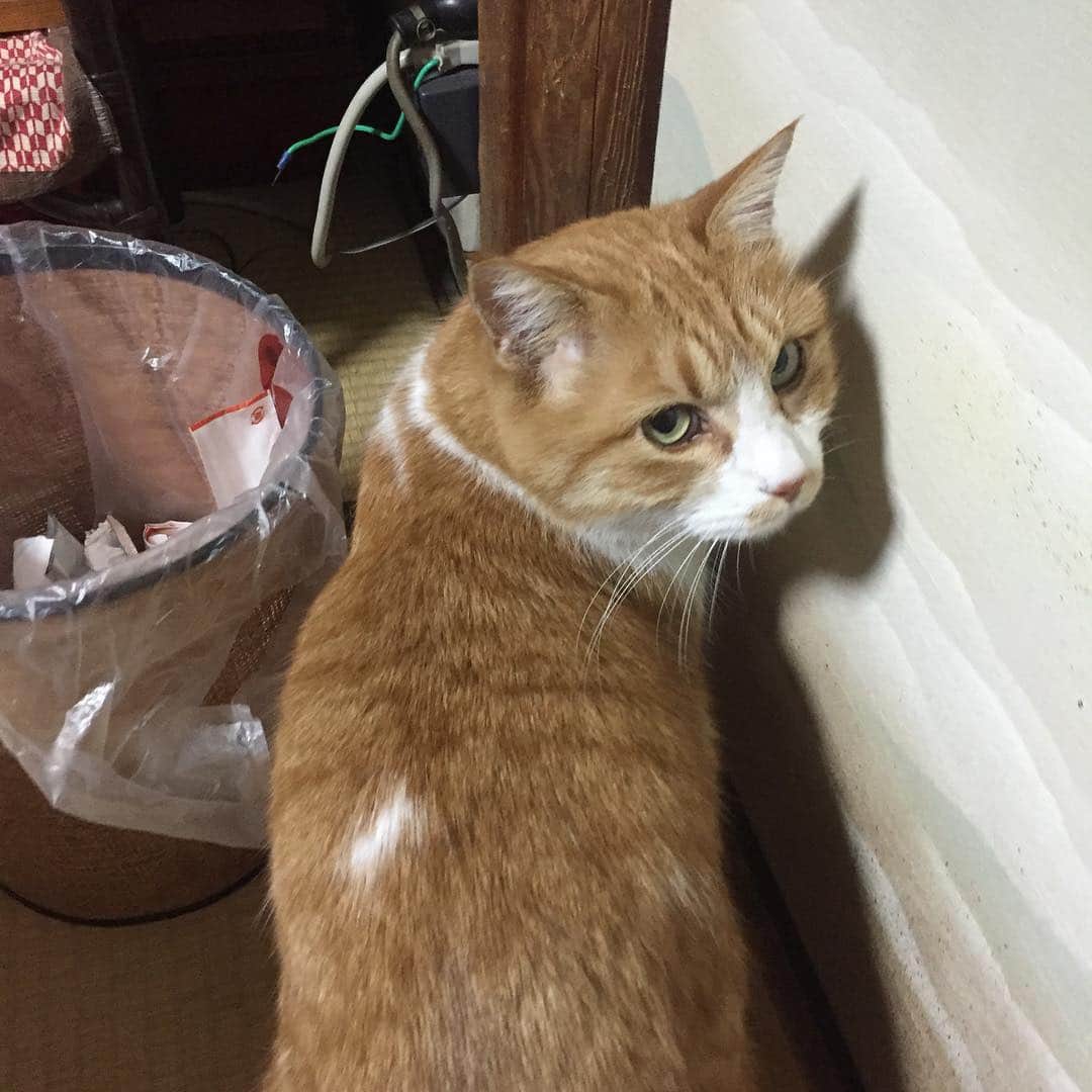 佐伯紅緒さんのインスタグラム写真 - (佐伯紅緒Instagram)「実家猫2 ミーコさん14歳 可愛い。 #cat #猫 #ねこ #ネコ」1月2日 23時07分 - beniosaeki
