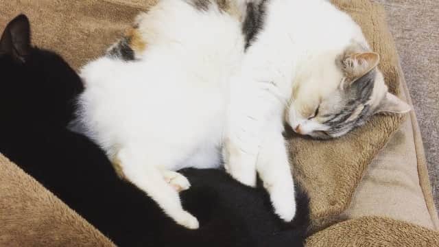 Natsukiのインスタグラム：「新年早々ホタテにお尻の毛づくろいをさせるしーちゃん(笑)」