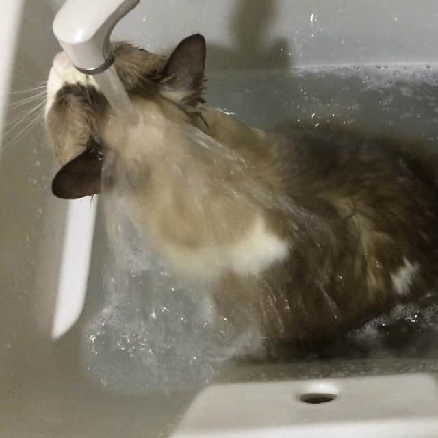 アンナのインスタグラム：「#cat #ragdoll #ragdollcat #ネコ #猫 #ラグドール #bathtimecat #お風呂猫」