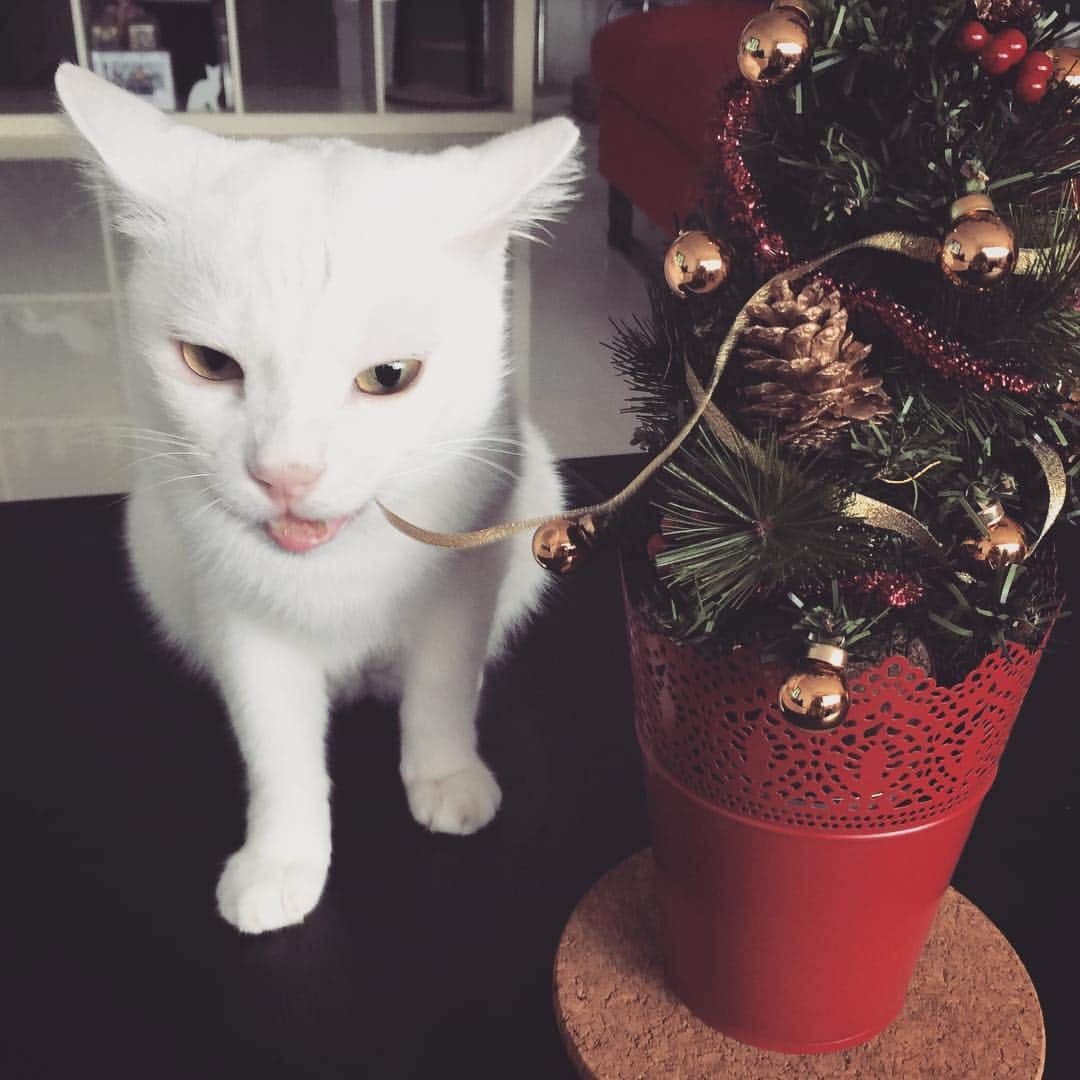 Ray Rayさんのインスタグラム写真 - (Ray RayInstagram)「Perhaps it's time to take down the Christmas decorations 🎄」1月3日 13時33分 - rayraythecat