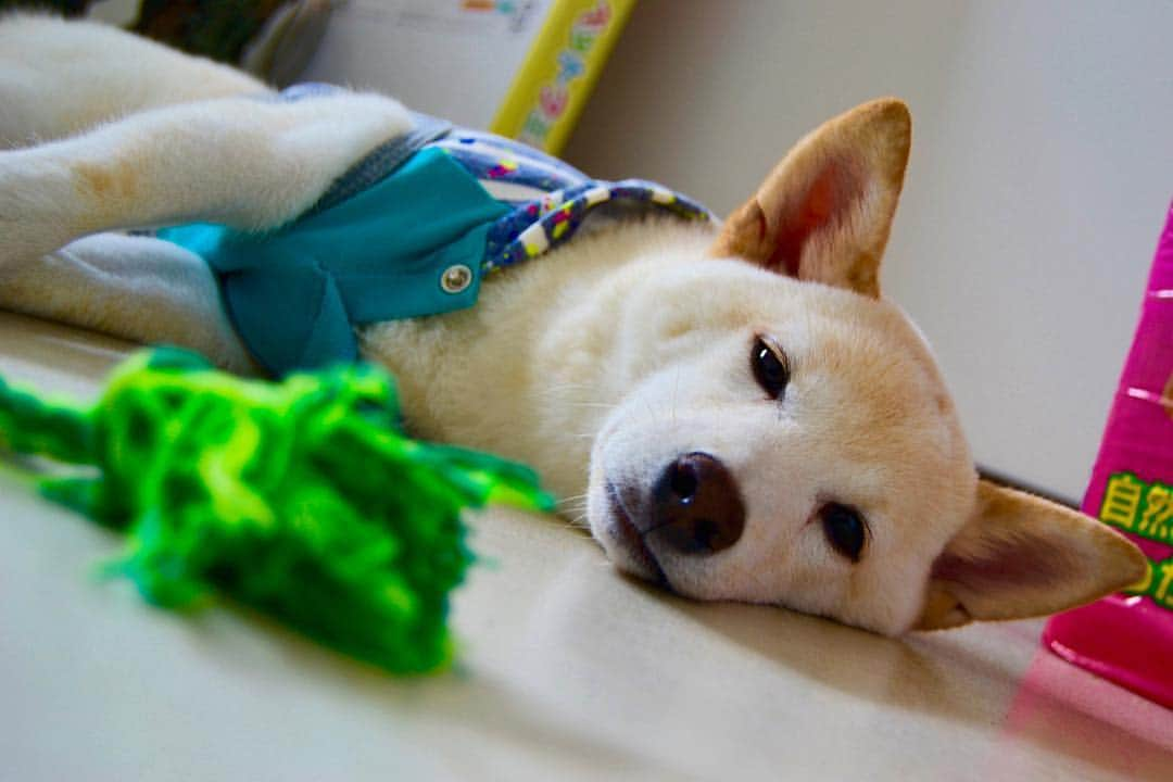 Tofu The Shibaのインスタグラム：「Cash meh ousside? Naw bruh... It's Saturday.」