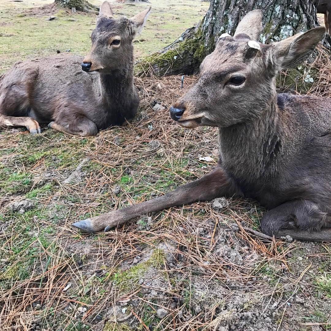 pekimukuさんのインスタグラム写真 - (pekimukuInstagram)「今日はめずらしく 日曜日おやすみで奈良へ 奈良公園でたくさんの鹿たちに出会い NAOT NARAで靴を購入して 美味しいごはんを食べて 満足満足の1日でした( ´ ▽ ` )  鹿達はすごい数の観光客に 鹿せんべいをたくさんもらったせいか ほとんどの鹿が「もういらないよ」 という顔で寛いでいました(ᵔᴥᵔ) #奈良#鹿#奈良公園」1月29日 17時18分 - pekimuku
