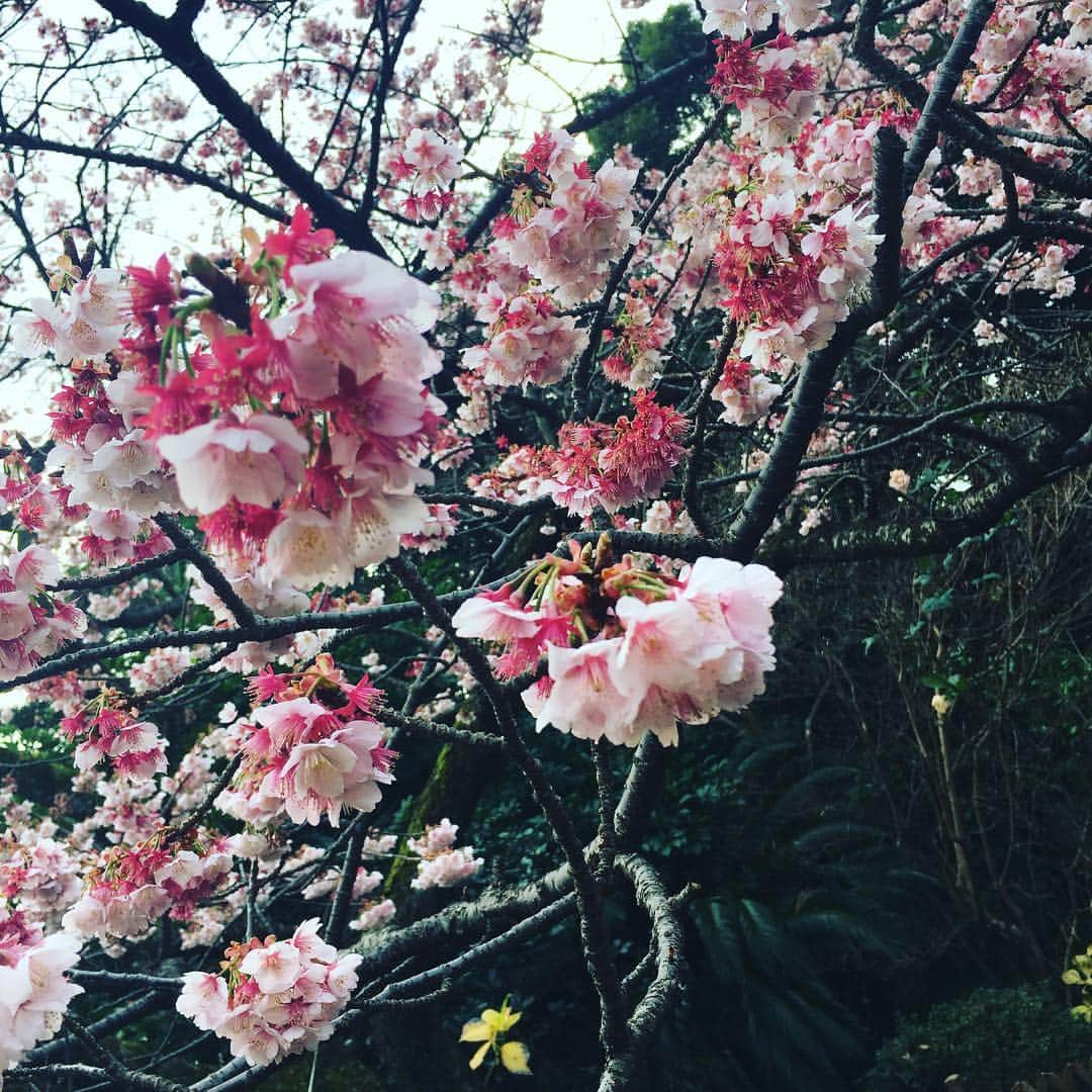 小貫智恵のインスタグラム：「桜が咲いてたーーー」