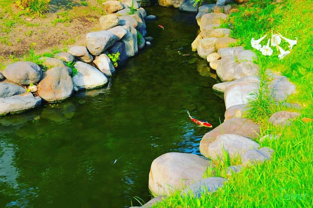 Teiener Japanのインスタグラム：「#teiener #japanesegarden #japan #庭園 #photo #camera #trip #japantrip #take5 #旧芝離宮恩賜庭園 #kyushibarikyu #kyushibarikyugardens #旧芝離宮」