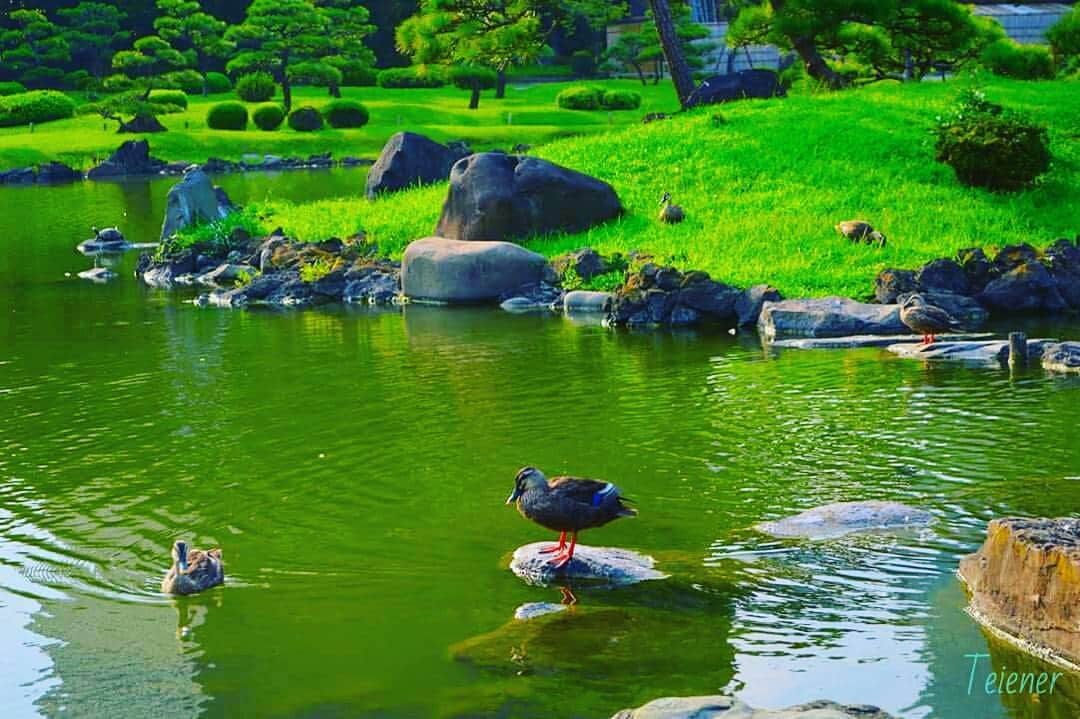 Teiener Japanのインスタグラム：「#teiener #japanesegarden #japan #庭園 #photo #camera #trip #japantrip #take5 #旧芝離宮恩賜庭園 #kyushibarikyu #kyushibarikyugardens #旧芝離宮」