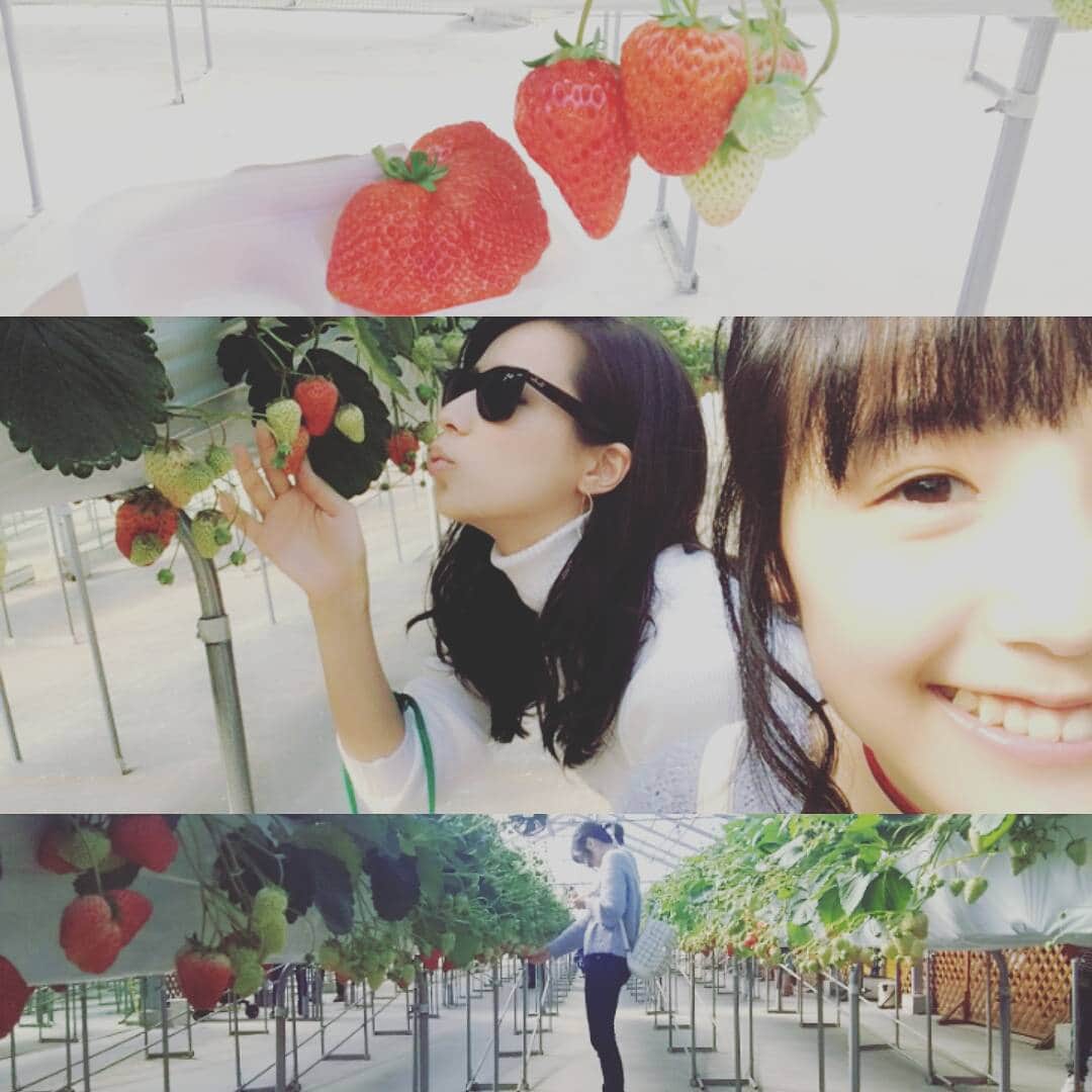 小瀬田麻由のインスタグラム：「紗妃ちゃんといちご狩りに行ってきました🍓💕 #いちご#イチゴ狩り #おなかいっぱいで #とても幸せ」