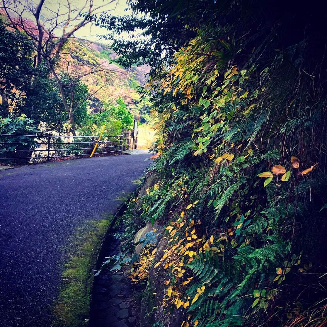 Japanese local photoのインスタグラム：「#神奈川#箱根#富士屋ホテル#緑#道#影#陰#日本#japan#田舎#田舎暮らし#japagram#japantrip#japantravel#travel#ローカル#自然#ナチュラル#nature#写真好きな人と繋がりたい#写真撮ってる人と繋がりたい#日本の風景#日本の絶景#beautiful#スローライフ#green#instajapan#slowlife」