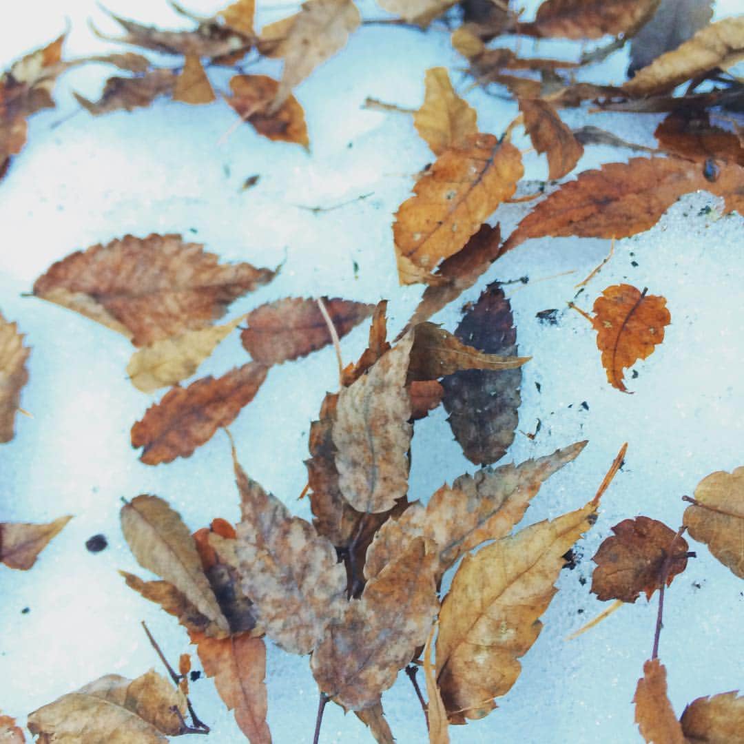 高橋絵理さんのインスタグラム写真 - (高橋絵理Instagram)「寒いね☃写真は長野ロケの時の地面だよ。雪の上に葉っぱが並んでて綺麗だった。午前中は、CMナレーションの収録でした。webと、店頭で流れるよ。 午後は社長業頑張ります◡̈ #アナウンサー #雪 #snow #ひよっこ経営者 #長野」1月31日 11時40分 - erieri1110