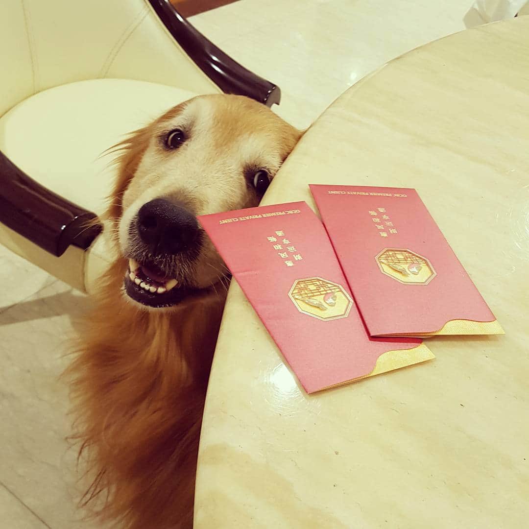 cosmothedogのインスタグラム：「Keeping an eye on my human's "ang pow" (red packet) #chinesenewyear」