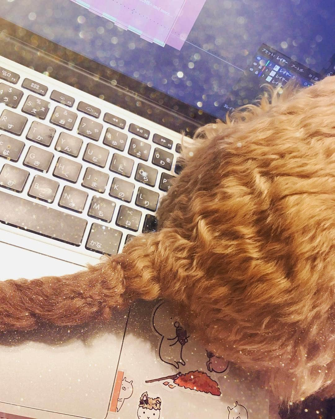 TONEAYUさんのインスタグラム写真 - (TONEAYUInstagram)「‪作業してたら...ぷ吉...🐶🍥‬ ‪わざわざそこに座るな！！笑‬  #ぷー吉 #mix #トイプードル #ウェスティー #ウェスプー #ラーメン頭 #mixdog #westie #toypoodle #mix犬 #terrier #instadog #xoxo #followme」1月31日 20時43分 - toneayu