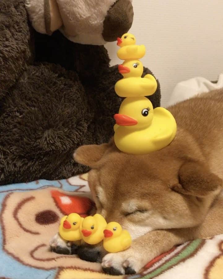 マロたんのインスタグラム：「Pls stop bugging me. 先日の動画ver. マロたん動じないのねー #柴犬 #shiba #shibainu #weeklyfluff #ilovemydog #cute #love #kawaii」