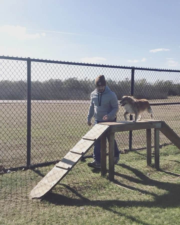 Atlas & Olieのインスタグラム：「Having a blast at the dog park with daddy for my birthday!!! I almost went home with a bunch of hot ladies, mom wouldn't let me 😝」