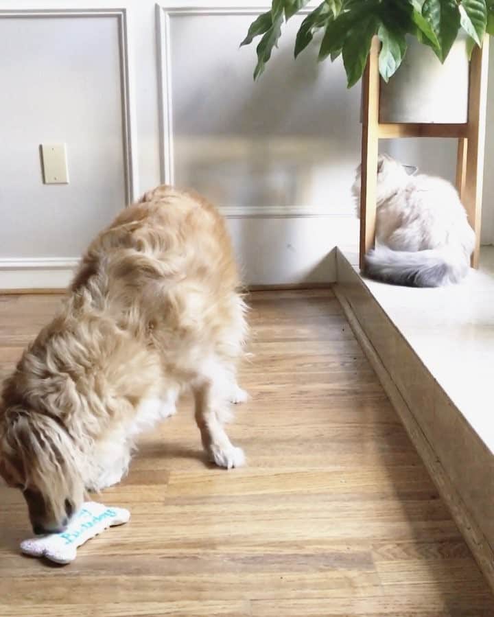 のインスタグラム：「My birthday cookie was delicious (specially the icing)! Thank you paw friends for all the love!」