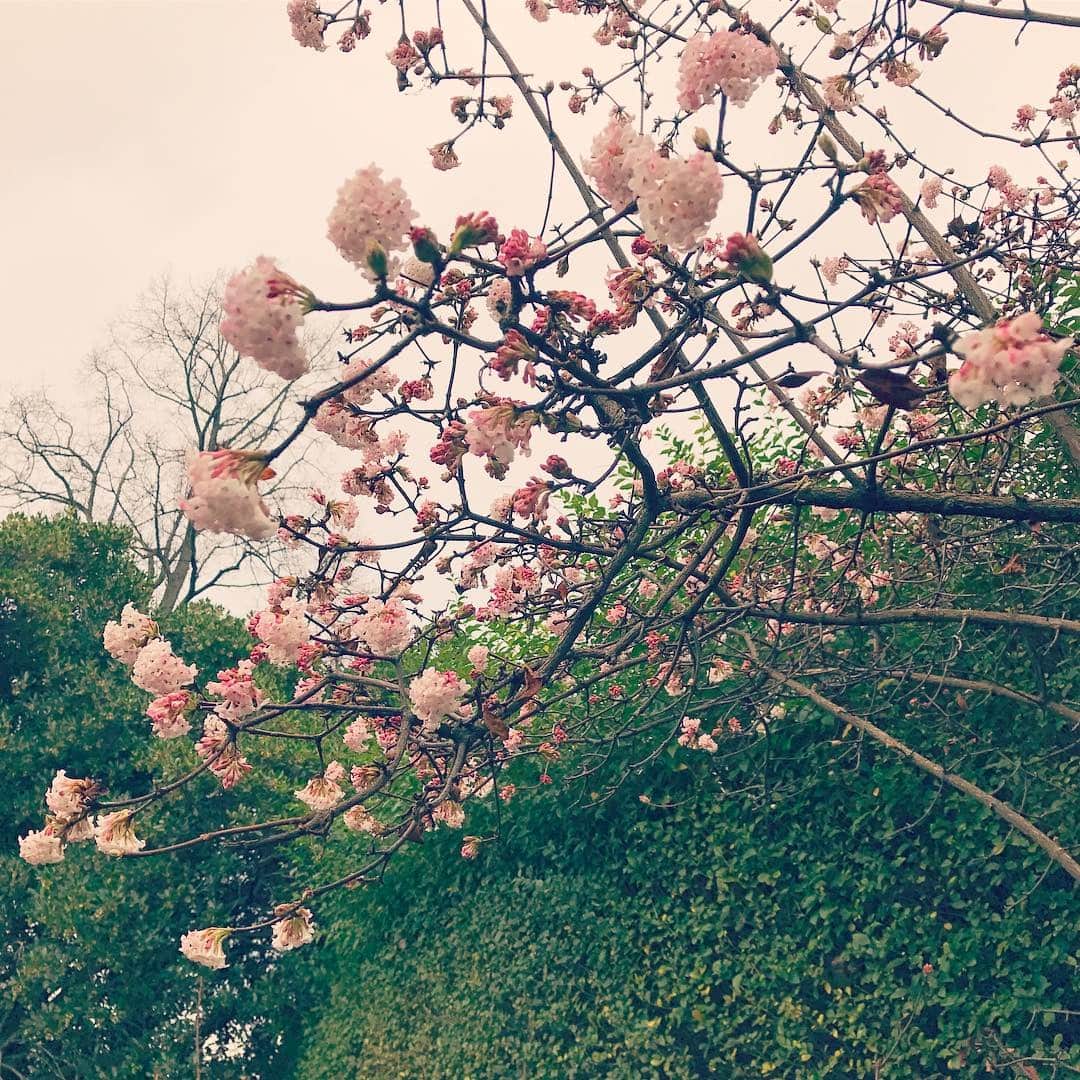 MEGのインスタグラム：「近所のガーデンにて。ん、まさかの桜かな。 #cherryblossom #🌸🌸🌸🌸🌸」