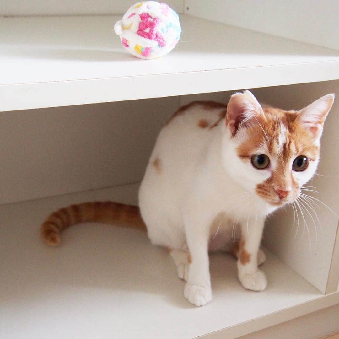 pekimukuのインスタグラム：「遊んでいたボールを見失って かたまるこま(ᵔᴥᵔ) #猫#ねこ#ネコ」