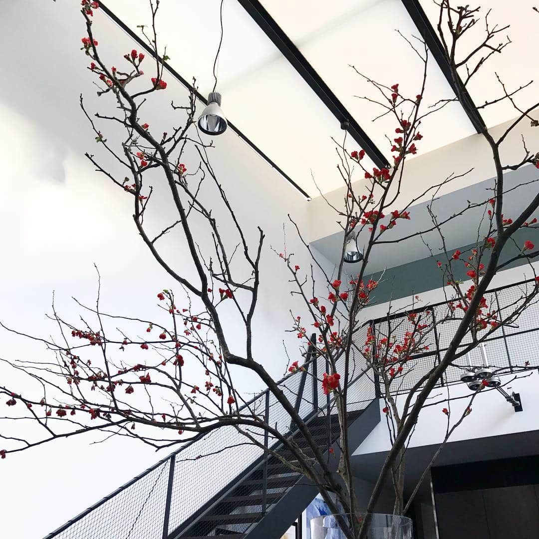滝沢眞規子さんのインスタグラム写真 - (滝沢眞規子Instagram)「ボケ。こんなに可愛い花が咲くのにボケって名前がちょっとかわいそう😧ボケサンとかボケチャンとかアグネスチャンみたいにしちゃうのはどうでしょう🤔あと、ボケデラックスとか🤔まあ、いいや、夕飯何にしようかな〜」1月12日 15時48分 - makikotakizawa