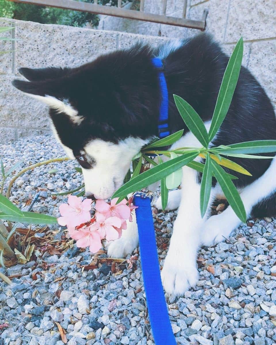 Misa Campoのインスタグラム：「Throwback to when Dani liked to walk on the wild side and I learned about Oleander #danithedog #poisonous #tbt #shouldhavenamedherflower #husky」