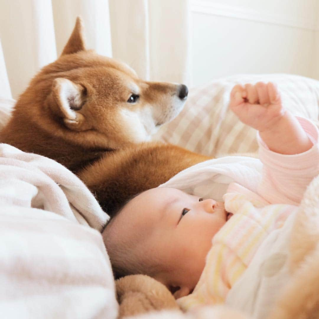 せんべえのインスタグラム