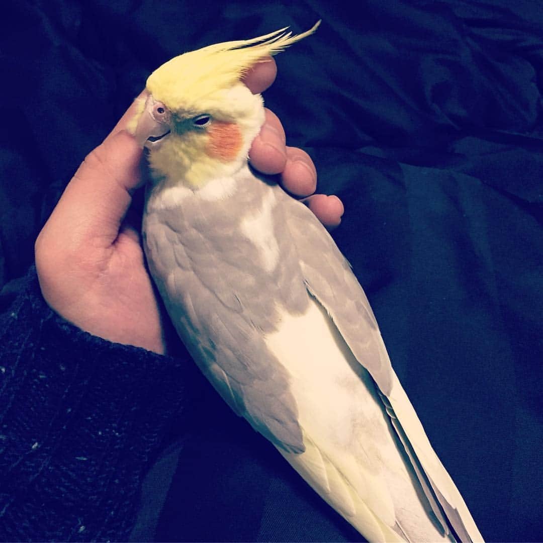 桝本コージさんのインスタグラム写真 - (桝本コージInstagram)「眠そう。  #オカメインコ #インコ #オウム #おやすみなさい」1月14日 2時20分 - masumotokouzi