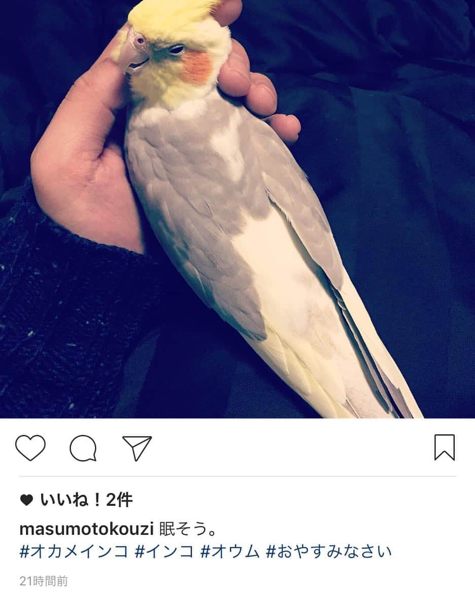 桝本コージさんのインスタグラム写真 - (桝本コージInstagram)「一個前の投稿やけど昨日の夜にアップしたつもりが途中でアップ出来てなくて、今日アップしたら結局昨日の夜にアップした事になってもうてみんな気付いて無いんちゃう？？ #良いねしなさい #動物使って良いね稼いでるのに2件な訳無い #みんなタマゴ好きに決まってる」1月14日 23時51分 - masumotokouzi