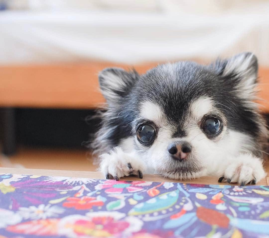 ダダさんのインスタグラム写真 - (ダダInstagram)「"Shhhhh. I'm spying now." #BeautifulSunday #AlittleHappiness #dog #chihuahua #instagrammer #instagramer #dada #japan #tokyo #cute #funny #happy #love #dogoftheday #dogsofinstagram #instapet #weeklyfluff #ふわもこ部 #わんこ #だだ #2017 #1月 #日曜日」1月15日 9時39分 - dog_dada