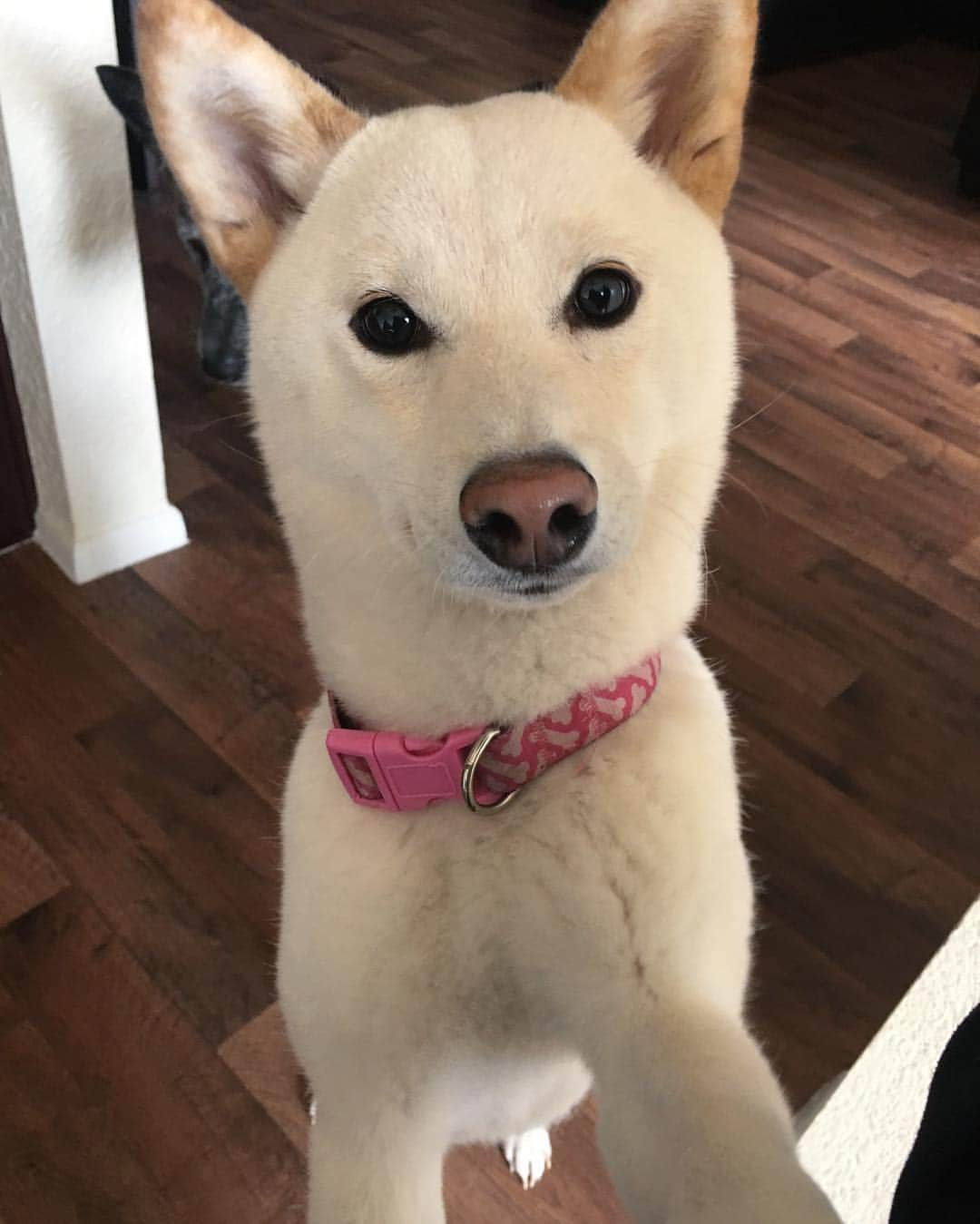 Tofu The Shibaのインスタグラム：「Selfie time!! 😁」