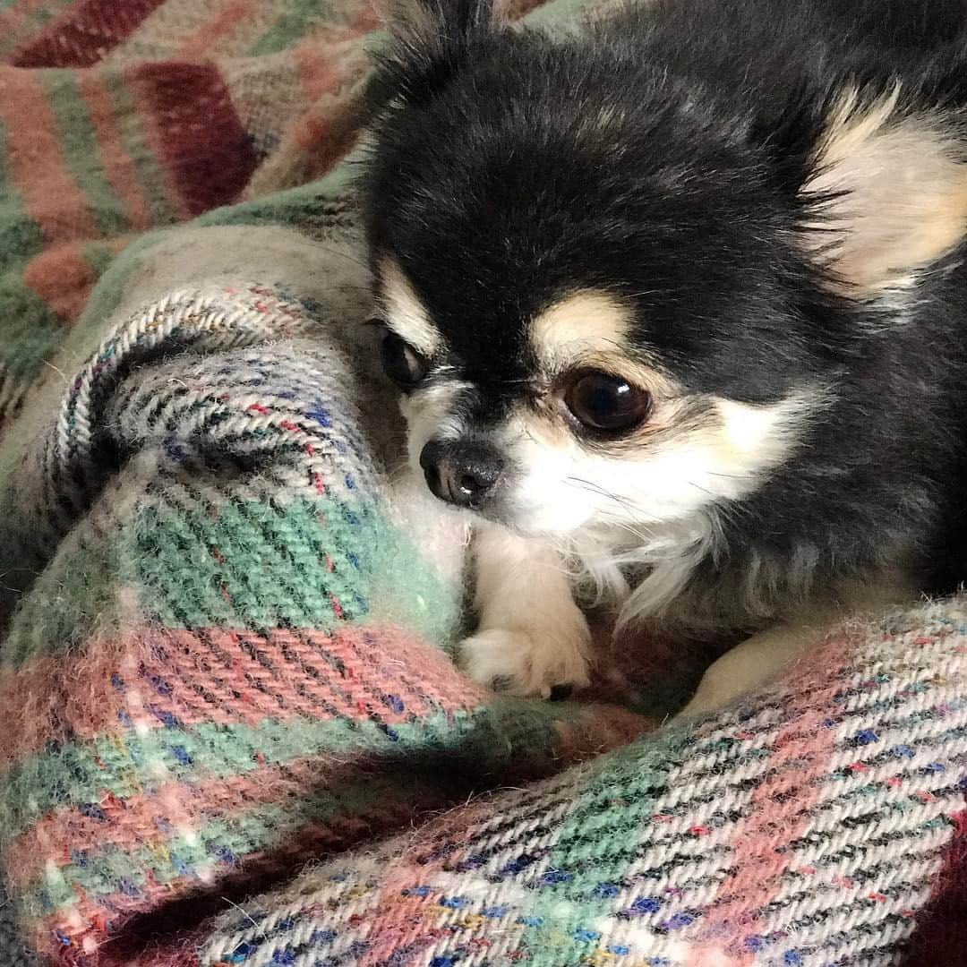 pekimukuのインスタグラム：「おはよう、ニコ(ᵔᴥᵔ) 今日も寒いから暖かくしててねー #chihuahua #チワワ」