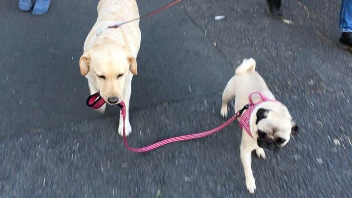 のインスタグラム：「犬の散歩🐕〰🐖 #pug #pugsofinstagram #mops #パグ #chuckとharry #dogstagram」