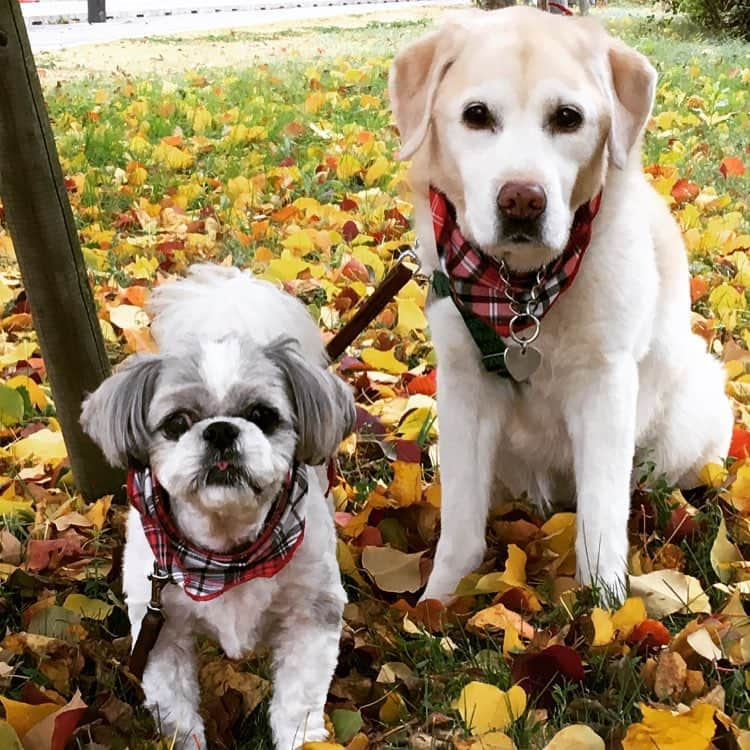 伊藤大地さんのインスタグラム写真 - (伊藤大地Instagram)「サーヤ&うみ 老犬2匹奇跡の目線」1月15日 23時55分 - trimtrab88