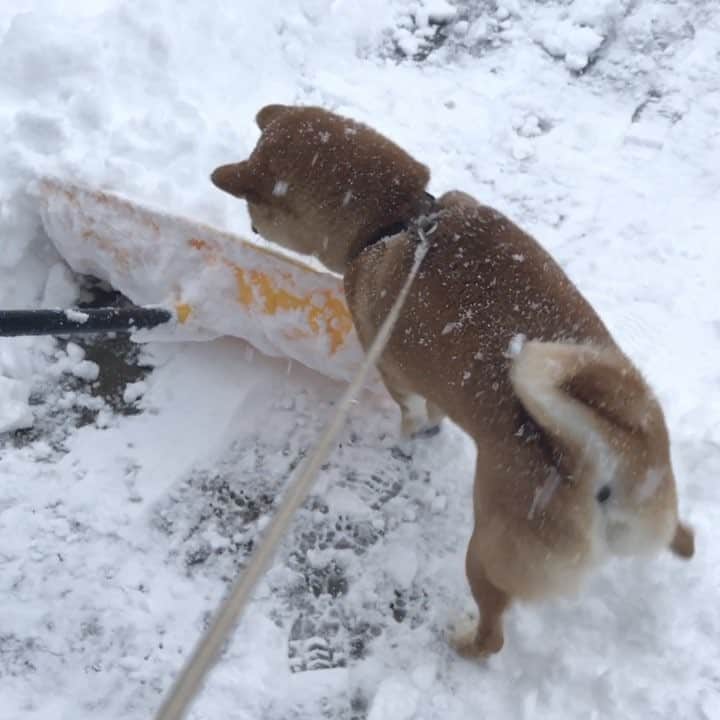 マロたんのインスタグラム：「This is mine⛄️ マロの雪取らないで！ #雪を無かったことにスコットランド #柴犬 #shiba #shibainu  #weeklyfluff #ilovemydog #love #cute #kawaii #snow」