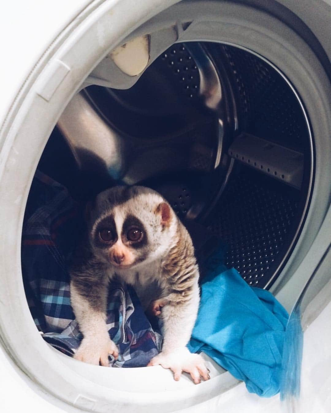 Saraさんのインスタグラム写真 - (SaraInstagram)「Big Wash💦💦💦」1月17日 2時51分 - sara_lemur