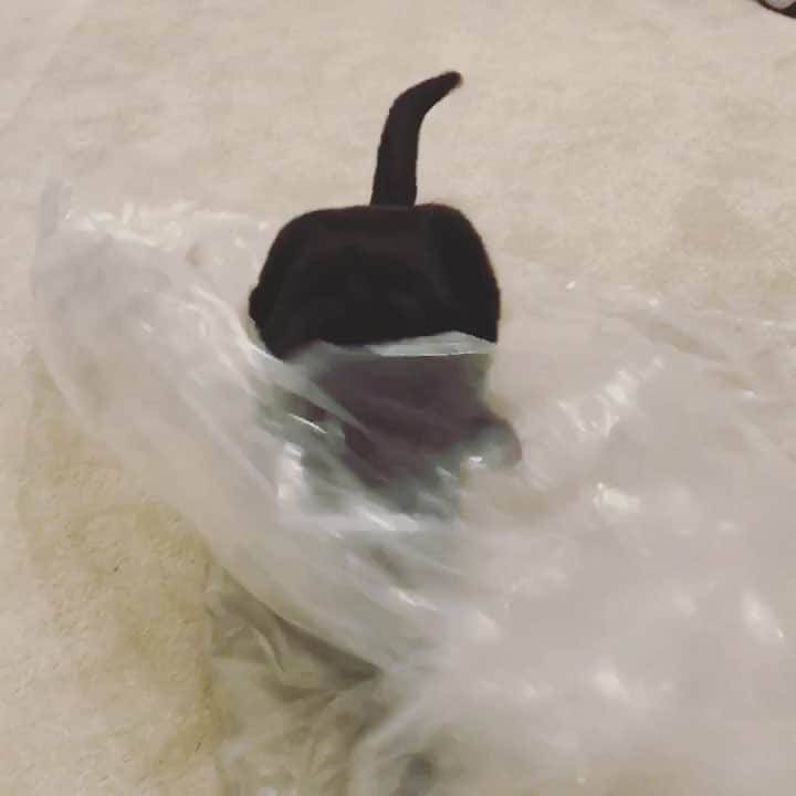 MEGのインスタグラム：「大騒ぎ 🥊🥊🥊」