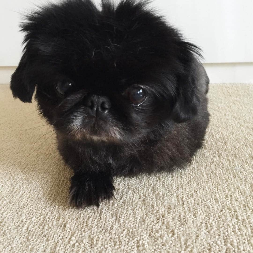 pekimukuさんのインスタグラム写真 - (pekimukuInstagram)「寝起きウラン、ぼんやり中(ᵔᴥᵔ) #pekingese #ペキニーズ#ペキスタグラム」1月17日 18時59分 - pekimuku