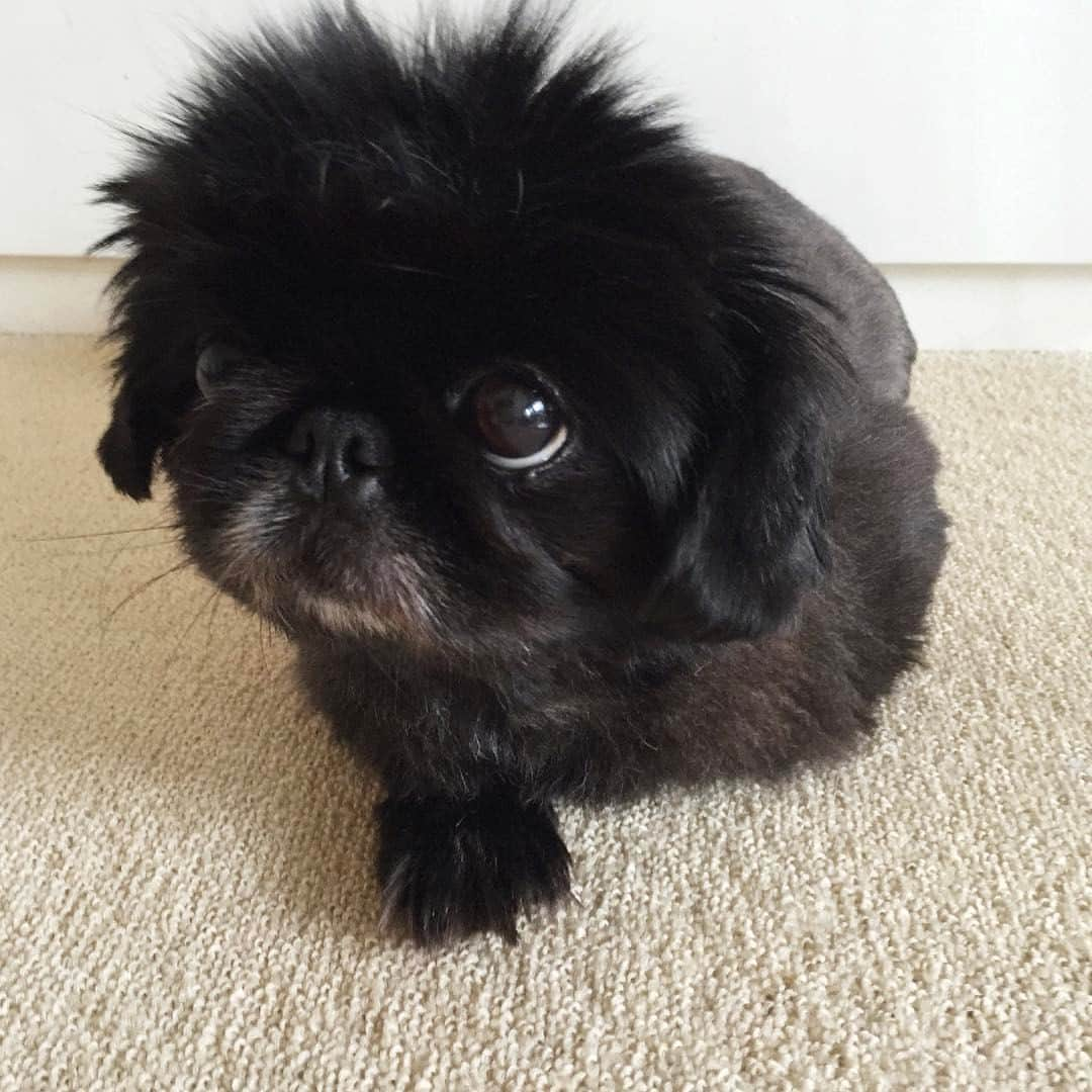 pekimukuさんのインスタグラム写真 - (pekimukuInstagram)「寝ぐせがすごいですよ(　˙-˙　) #pekingese #ペキニーズ#ペキスタグラム」1月17日 19時00分 - pekimuku