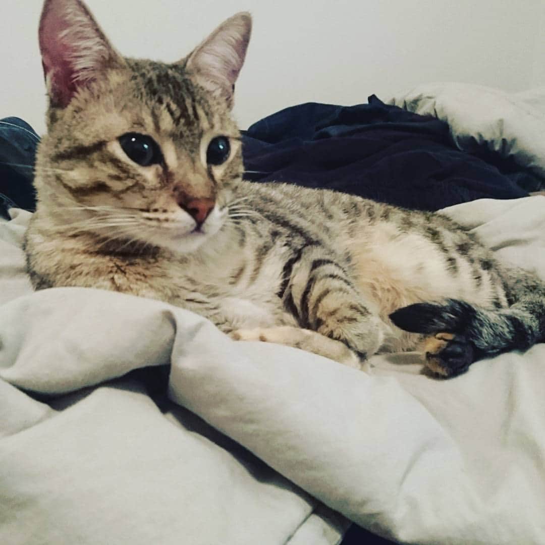 タイタンのインスタグラム：「#cat #catsofworld #catstagram #catsofinsta #catsruleeverythingaroundme #cats🐱 #catsofig #kittycat #kittys #kitty😻 #meow🐱 #meow😻 #meow🐾 #meow #neko #feline #titanthemiraclekitten #titan」