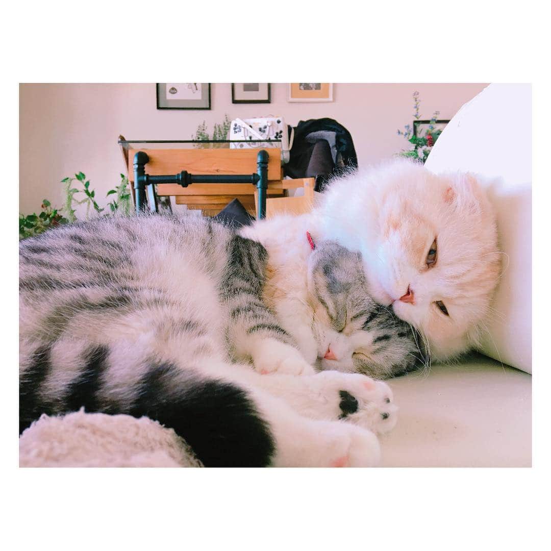 舟山久美子（くみっきー）さんのインスタグラム写真 - (舟山久美子（くみっきー）Instagram)「ストーリー上げすぎた😹😹 準備しなきゃー笑 #roi #amu #スコティッシュフォールド #今日の猫カフェ」1月18日 10時18分 - kumikofunayama