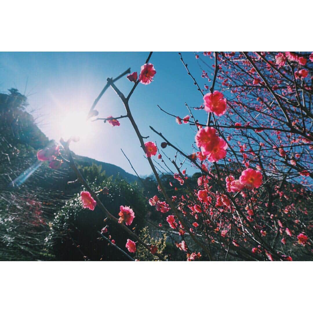 松野莉奈さんのインスタグラム写真 - (松野莉奈Instagram)「日向ぼっこ日和🍡☀️🌸 #梅 #熱海梅園 #一眼レフ」1月18日 14時25分 - matsunorina_official