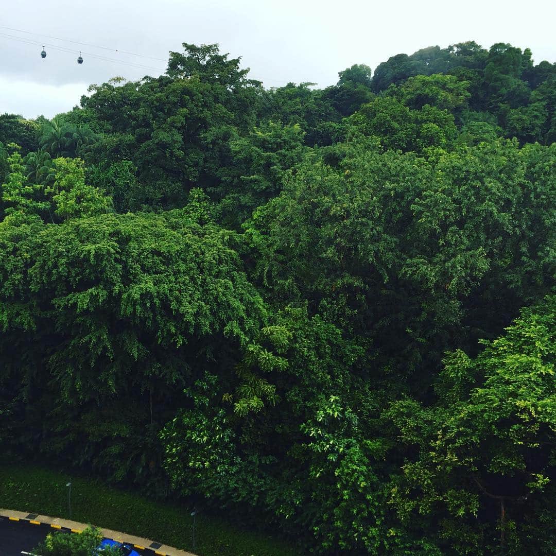 中岡由佳さんのインスタグラム写真 - (中岡由佳Instagram)「部屋の前は熱帯雨林の森。 バルコニーによく鳥がくるよ。 #シンガポール」1月20日 10時31分 - yuka_nakaoka
