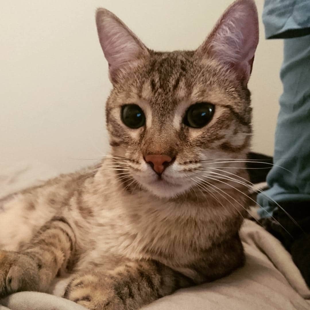 タイタンのインスタグラム：「These eyes. 😻 #catsofinsta #cats🐱 #catsofworld #catsofinstagram #catsofig #kitten #kittycat #kitty #cute」