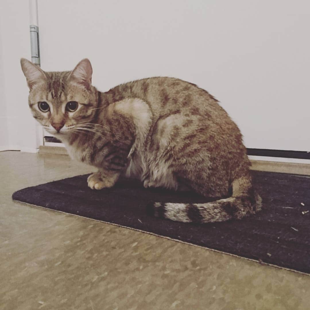 タイタンのインスタグラム：「#cat #catsofworld #catstagram #catsofinsta #catsruleeverythingaroundme #cats🐱 #catsofig #kittycat #kittys #kitty😻 #meow🐱 #meow😻 #meow🐾 #meow #neko #feline #titanthemiraclekitten #titan」