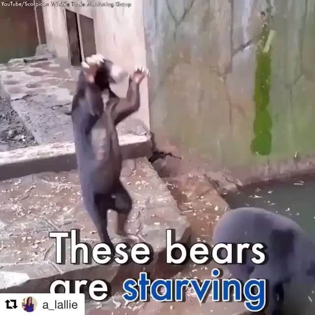 Bearsのインスタグラム