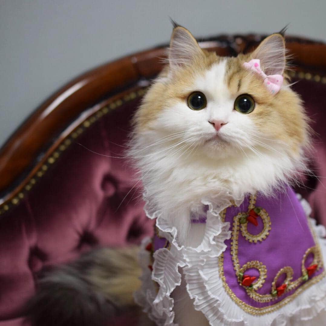 マンチカンのココ王子さんのインスタグラム写真 - (マンチカンのココ王子Instagram)「小さなリボンだと、こんな感じよ！ あたちはメル姫💗 I am princess Meru. #ペルシャのメル姫 #ふわ20祭#アイドル猫#アイドル#ニャイドル#スタペグラム#nyaspaper#ペコねこ部#ペルシャのメル姫#ふわもこ部#ウェブキャットショー#メディマルフェスタ#アイドル部門」1月20日 17時22分 - cocolog_cat