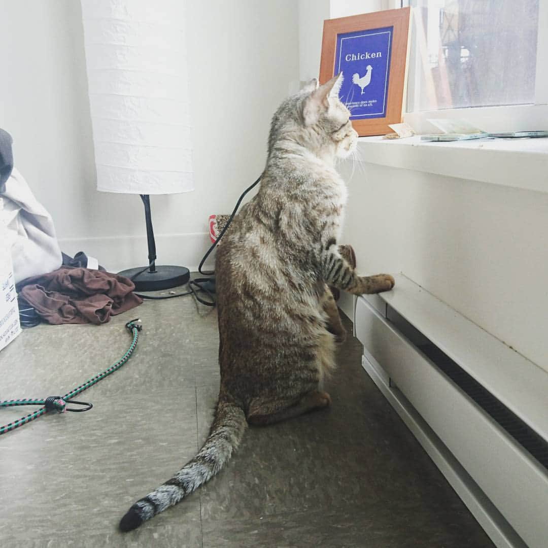 タイタンのインスタグラム：「Looking out at the big world.  #cat #catsofworld #catstagram #catsofinsta #catsruleeverythingaroundme #cats🐱 #catsofig #kittycat #kittys #kitty😻 #meow🐱 #meow😻 #meow🐾 #meow #neko #feline #titanthemiraclekitten #titanthemiraclekitten」