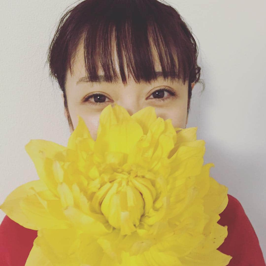 安達祐実さんのインスタグラム写真 - (安達祐実Instagram)「ダリア #大輪の花がすき #威圧感と #華やかさ #うふんっ」1月22日 19時15分 - _yumi_adachi