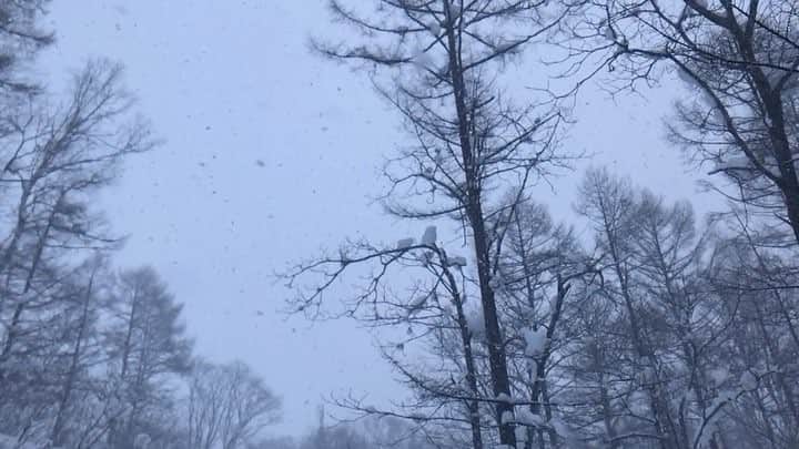 レンティング陽のインスタグラム：「Snow fall」