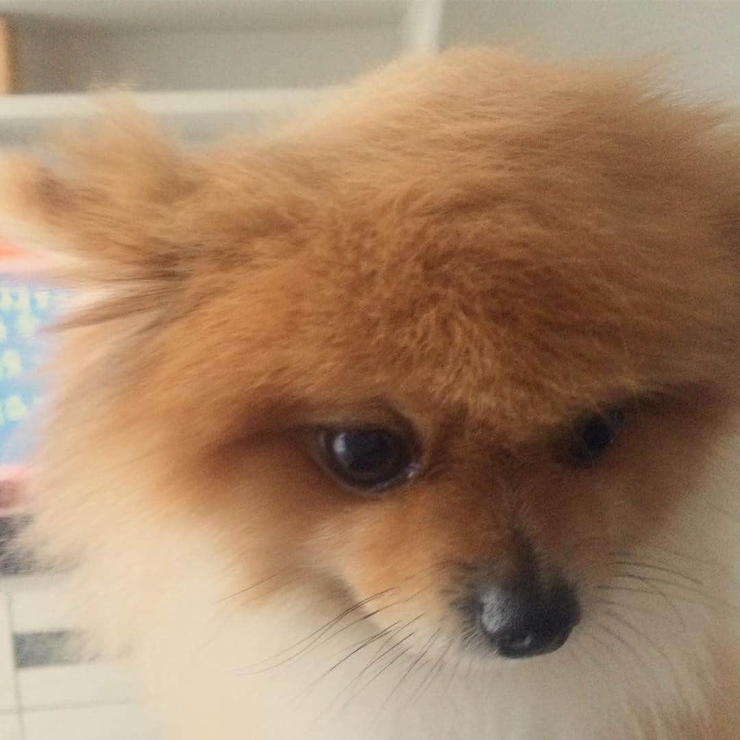 RIO POMEのインスタグラム：「ドナルド・トランプではありませんぞ❤ I am not  Donald Trump❤  #ポメラニアン  #pomeranian  #犬  #dog  #dogstagram  #doglover  #愛犬  #わんこ  #ポメラニアン大好き  #ポメラニアンが世界一可愛い  #pom  #ぽめらにあん  #ポメ  #pomeraniansofinstagram  #pomeranianlove  #ふわもこ部  #いぬバカ部  #癒しわんこ #instapic  #pomstagram  #puppy  #dogsofinstagram  #cute  #cutedogs #DonaldTrump」