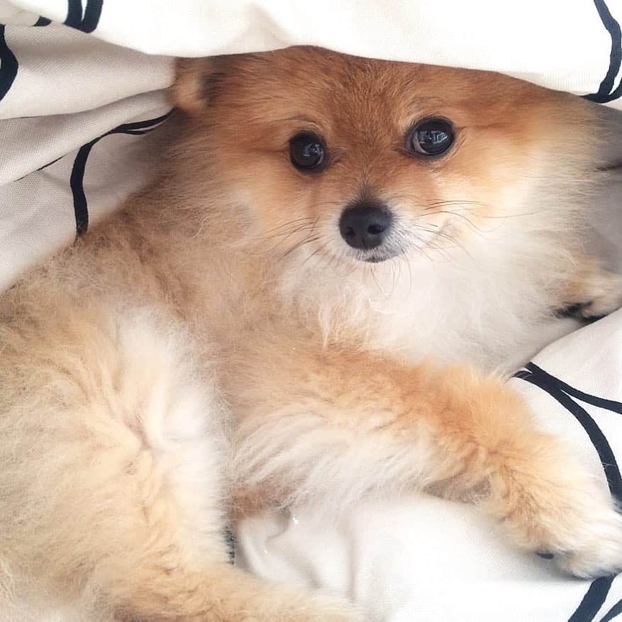 RIO POMEのインスタグラム：「おはようございます☀ 今日も1日頑張りましょう❤  にいちゃんの受験が終わるまで落ちつきそうにないので訪問もあまりできませんし、リコメもできなさそうなのでしばらくコメント締めますね🙌  なんせひとつのことしかおぼつかない性分で😭  親バカpicはたびたびあげますのでまたよろしかったら見てくださいね❤️ #ポメラニアン  #pomeranian  #犬  #dog  #dogstagram  #doglover  #愛犬  #わんこ  #ポメラニアン大好き  #ポメラニアンが世界一可愛い  #pom  #ぽめらにあん  #ポメ  #pomeraniansofinstagram  #pomeranianlove  #ふわもこ部  #いぬバカ部  #癒しわんこ #instapic  #pomstagram  #puppy  #dogsofinstagram  #cute  #cutedogs」