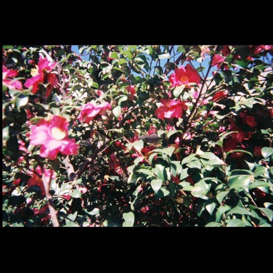 松野莉奈のインスタグラム：「初フィルムカメラで撮った椿の花 ✨ フィルムカメラ難しいけど、写真撮るのも撮られることも大好きだからもっと上手くなりたいなぁ😚💕 #film #写ルンです #photo #flower #instaphoto」