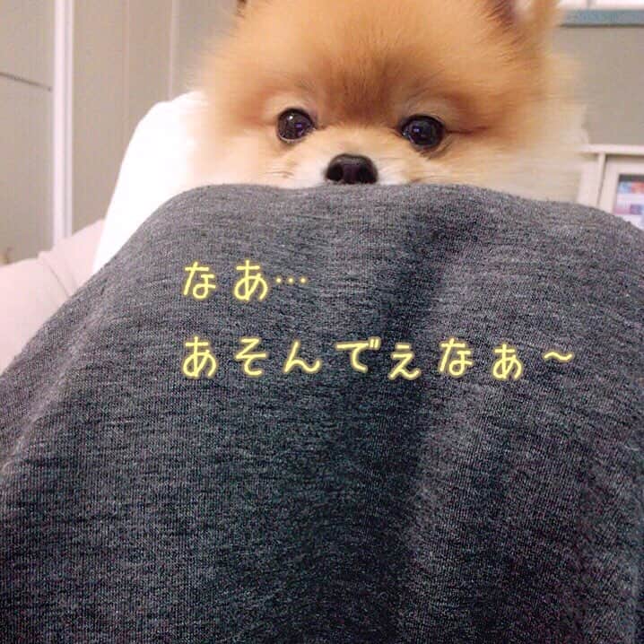 RIO POMEのインスタグラム：「必殺❗️ アゴのせ攻撃💥  #ポメラニアン  #pomeranian  #犬  #dog  #dogstagram  #doglover  #愛犬  #わんこ  #ポメラニアン大好き  #ポメラニアンが世界一可愛い  #pom  #ぽめらにあん  #ポメ  #pomeraniansofinstagram  #pomeranianlove  #ふわもこ部  #いぬバカ部  #癒しわんこ #instapic  #pomstagram  #puppy  #dogsofinstagram  #cute  #cutedogs」